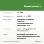 Хризантема мультифлора Homerun White (0,1л) — параметры сорта
