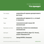 Хризантема мультифлора Homerun White (0,1л) — что приедет