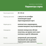 Хризантема мультифлора Homerun White (срез/5шт) — параметры сорта