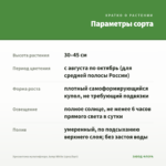 Хризантема мультифлора Jump White (срез/5шт) — параметры сорта