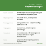 Хризантема мультифлора Jump White (срез/5шт) — параметры сорта