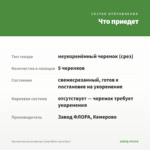 Хризантема мультифлора Jump White (срез/5шт) — что приедет