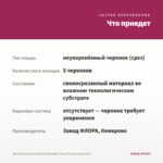 Хризантема мультифлора Meridian Cherry Purple (срез/5шт) — что приедет