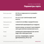 Хризантема мультифлора Meridian Cherry Purple (0,1л) — параметры сорта
