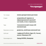 Хризантема мультифлора Meridian Cherry Purple (0,1л) — что приедет