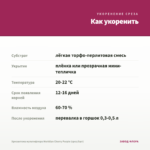 Хризантема мультифлора Meridian Cherry Purple (срез/5шт) — как укоренить черенок