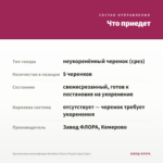Хризантема мультифлора Meridian Cherry Purple (срез/5шт) — что приедет