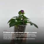 Хризантема мультифлора Meridian Cherry Purple (0,1л) — в таком виде растение уходит в заказ