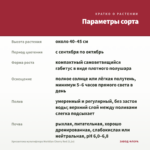 Хризантема мультифлора Meridian Cherry Red (0,1л) — параметры сорта
