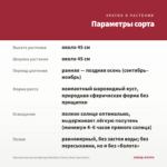Хризантема мультифлора Meridian Cherry Red (срез/5шт) — параметры сорта
