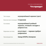 Хризантема мультифлора Meridian Cherry Red (срез/5шт) — что приедет