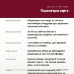 Хризантема мультифлора Power Red (0,1л) — параметры сорта