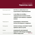 Хризантема мультифлора Power Red (срез/5шт) — параметры сорта