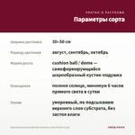 Хризантема мультифлора Sunbeam Lucky Purple (0,1л) — параметры сорта