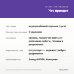 Хризантема мультифлора Sunbeam Lucky Purple (срез/5шт) — что приедет