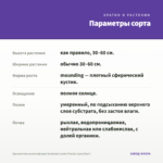 Хризантема мультифлора Sunbeam Lucky Purple (срез/5шт) — параметры сорта