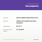 Хризантема мультифлора Sunbeam Lucky Purple (срез/5шт) — как укоренить черенок