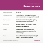 Хризантема Мультифлора Sweet Pink (0,1л) — параметры сорта