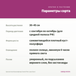 Хризантема Мультифлора Sweet Pink (срез/5шт) — параметры сорта