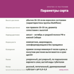 Хризантема Мультифлора Sweet Pink (срез/5шт) — параметры сорта