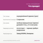 Хризантема Мультифлора Sweet Pink (срез/5шт) — что приедет