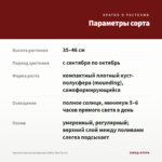 Хризантема мультифлора Volley Red (0,1л) — параметры сорта