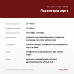 Хризантема мультифлора Volley Red (срез/5шт) — параметры сорта