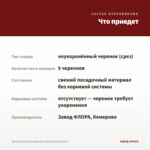 Хризантема мультифлора Volley Red (срез/5шт) — что приедет