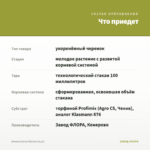 Ипомея батат Blackie (0,1л) — что приедет