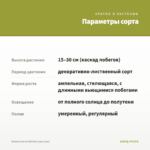 Ипомея батат Blackie (срез 1шт) — параметры сорта