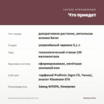 Ипомея батат Bronze Margarita (0,1л) — что приедет