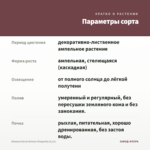 Ипомея батат Bronze Margarita (0,1л) — параметры сорта