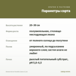 Ипомея батат FloraMia Cameo (0,1л) — параметры сорта