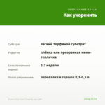 Ипомея батат Green Margarita (срез 1шт) — как укоренить черенок