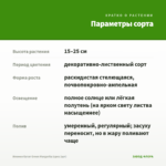 Ипомея батат Green Margarita (срез 1шт) — параметры сорта