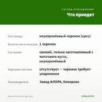 Ипомея батат Green (срез 1шт) — что приедет