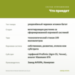 Ипомея батат Illusion Emerald Lace (0,1л) — что приедет