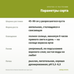 Ипомея батат Illusion Emerald Lace (срез 1шт) — параметры сорта