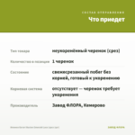 Ипомея батат Illusion Emerald Lace (срез 1шт) — что приедет