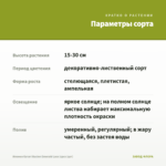Ипомея батат Illusion Emerald Lace (срез 1шт) — параметры сорта