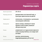 Ипомея батат Pink Frost (0,1л) — параметры сорта