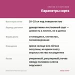 Ипомея батат Pink Frost (срез/1шт) — параметры сорта