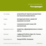 Ипомея батат Sweet Caroline Light Green (0,1л) — что приедет