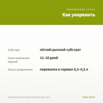 Ипомея батат Sweet Caroline Light Green (срез 1шт) — как укоренить черенок