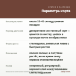 Ипомея батат Sweet Caroline Sweetheart Jet Black (срез 1шт) — параметры сорта