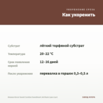 Ипомея батат Sweet Caroline Sweetheart Jet Black (срез 1шт) — как укоренить черенок