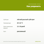 Ипомея батат Sweet Caroline Sweetheart Light Green (срез 1шт) — как укоренить черенок