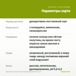 Ипомея батат Sweet Caroline Sweetheart Light Green (0,1л) — параметры сорта