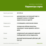 Ипомея батат Yellow Margarita (срез 1шт) — параметры сорта