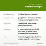 Ипомея батат Yellow Margarita (срез 1шт) — параметры сорта